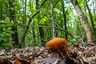 Feketedő nedűgomba (Hygrocybe conica), Budai-hegység